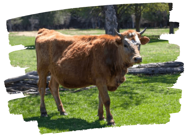 Alpenblick farm grass fed beef cattle